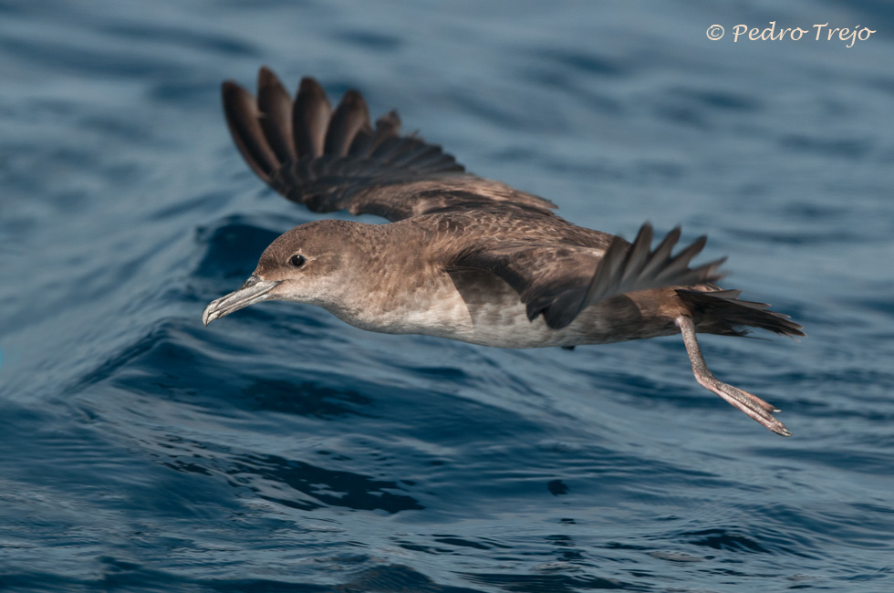 Pardela balear (Puffinus mauretanicus)